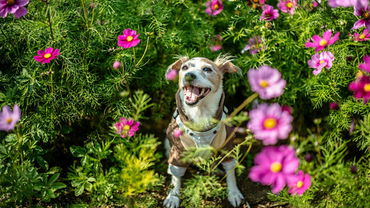 Marching into Spring: A Pawsome Month for Dogs!