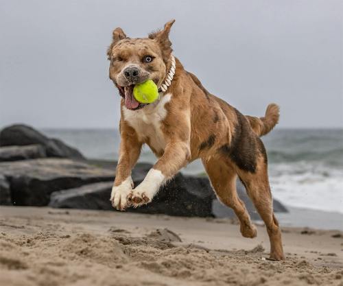 Keeping Your Dog Happy and Healthy This Summer