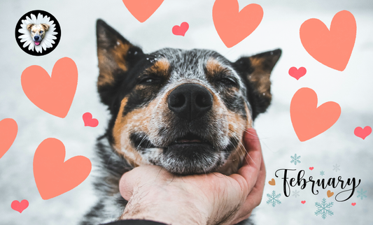 February: A Month of Love and Wagging Tails – Celebrating Your Pup this Valentine’s Day