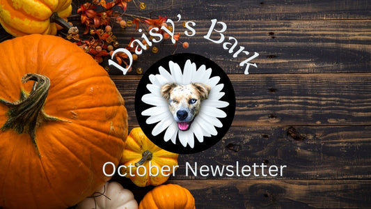 Daisy's Bark: October Newsletter