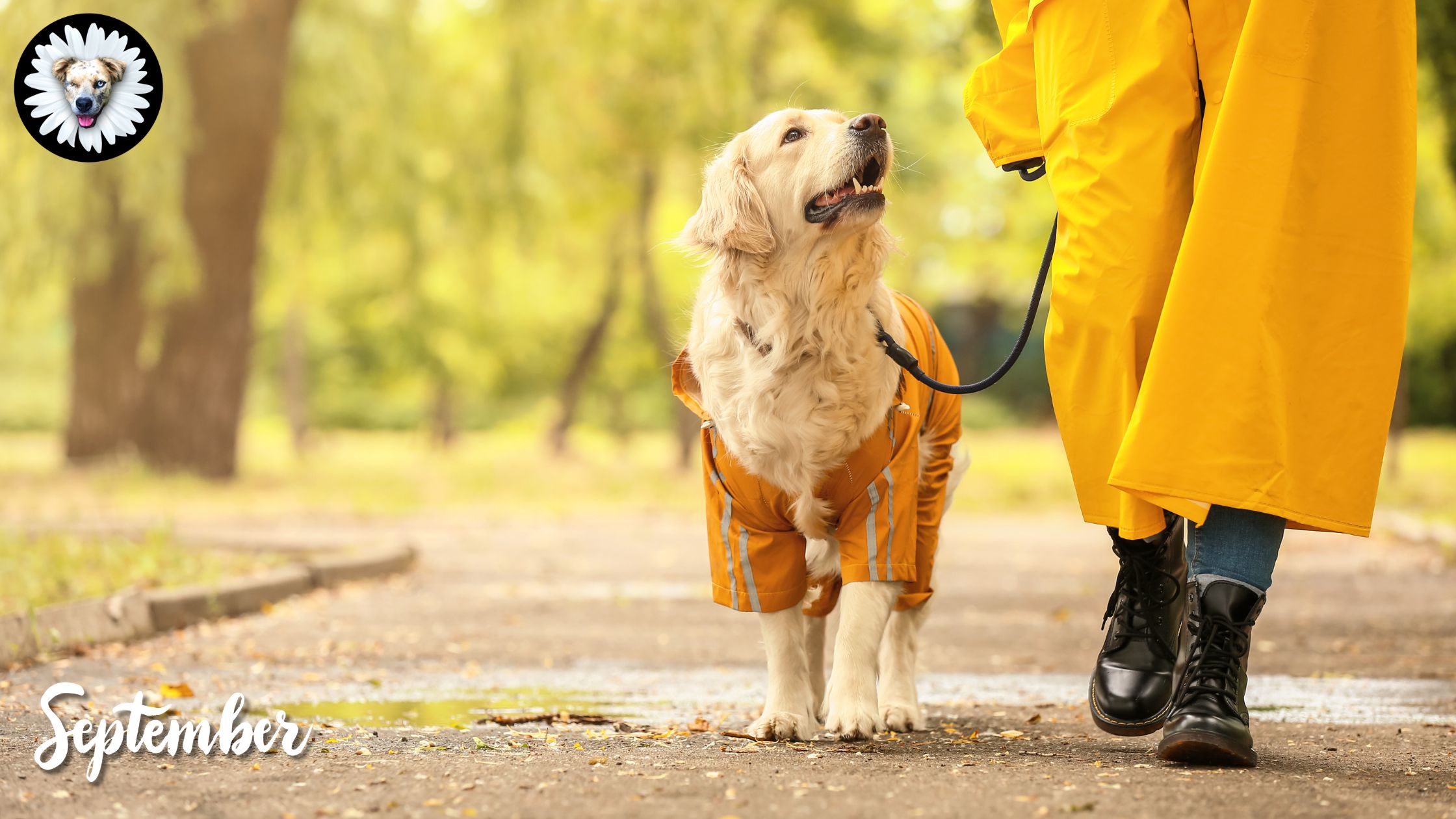 September Strolls: Preparing Your Pup for Fall with Daisy's Dog Collar ...