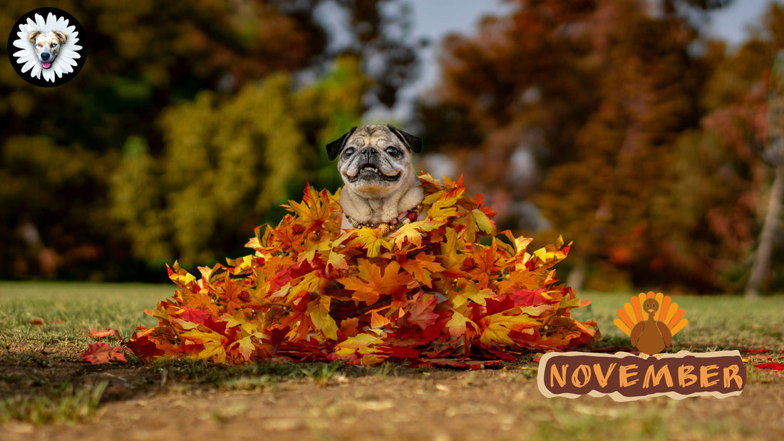 Dogs In November November Cozy Moments: Embracing the Season with Daisy's Dog Collars ...