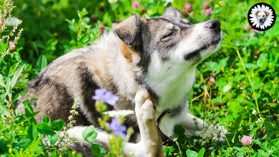 Daisy’s Guide to Summer Pet Allergies