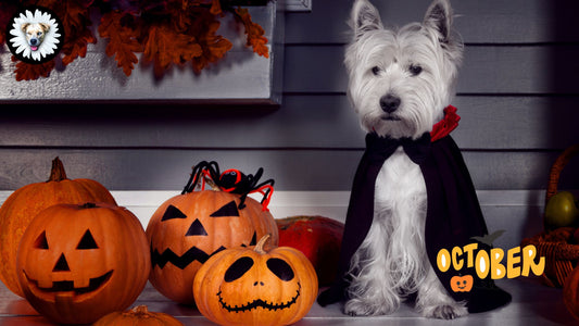 October Adventures: Embrace the Fall Season with Daisy's Dog Collars