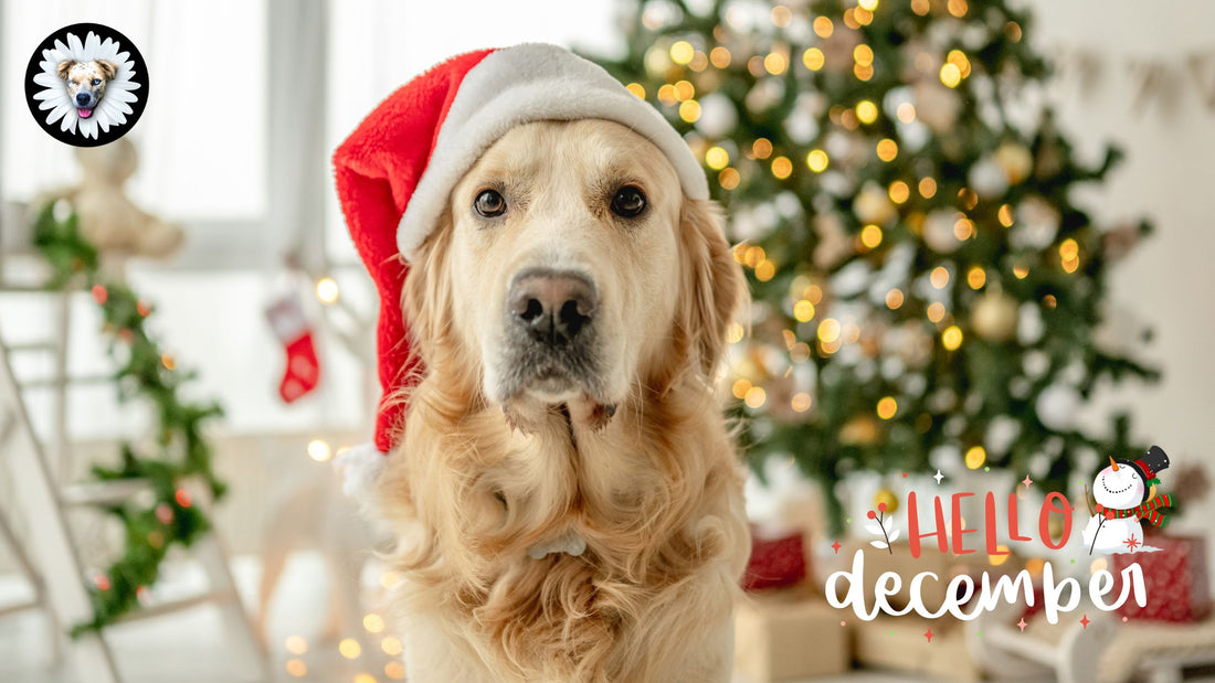 December Delights: Celebrating the Holidays with Daisy's Dog Collars