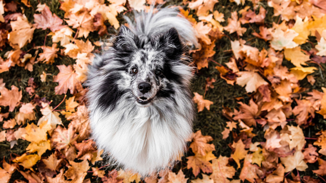 How to Make Sure Your Dog is Ready for Fall!