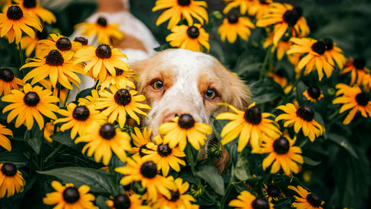 April Paws: Embracing Spring Adventures with Your Furry Friend