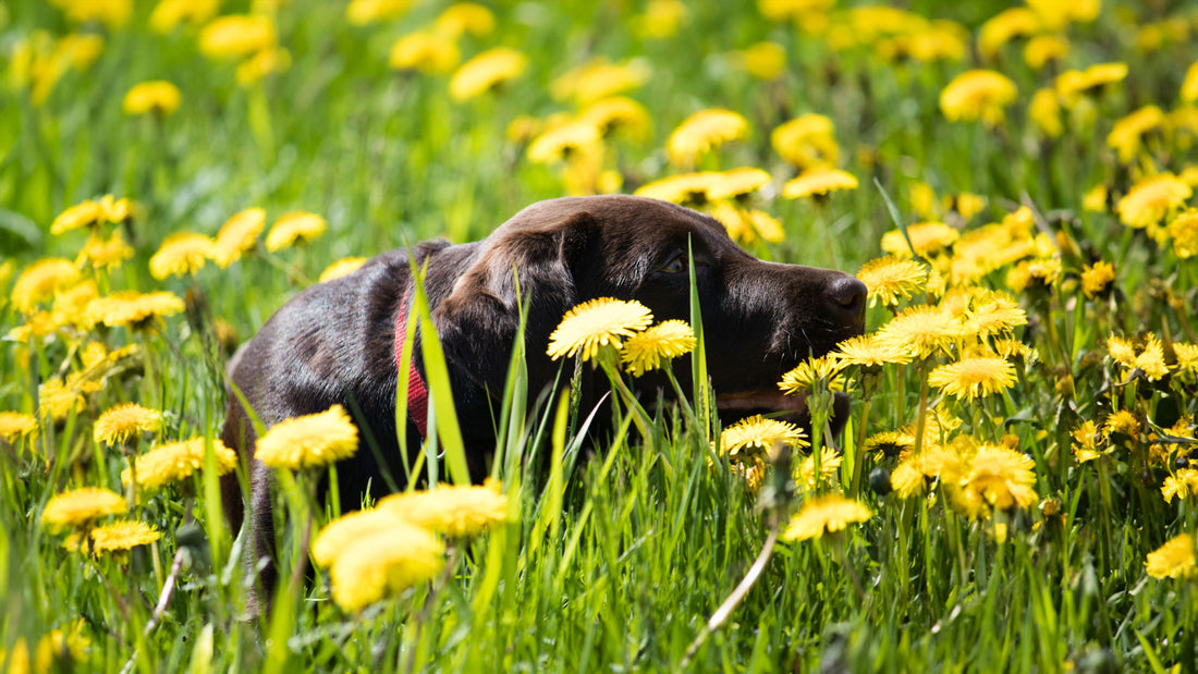 Spring Season Tips for Your Dogs
