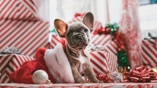 10 Gifts to Spoil Your Pet This Christmas!