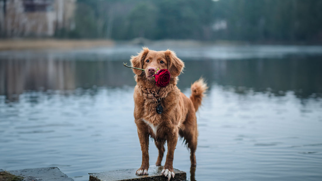 Pawsitively in Love: Celebrating Valentine's Day with Your Furry Friend