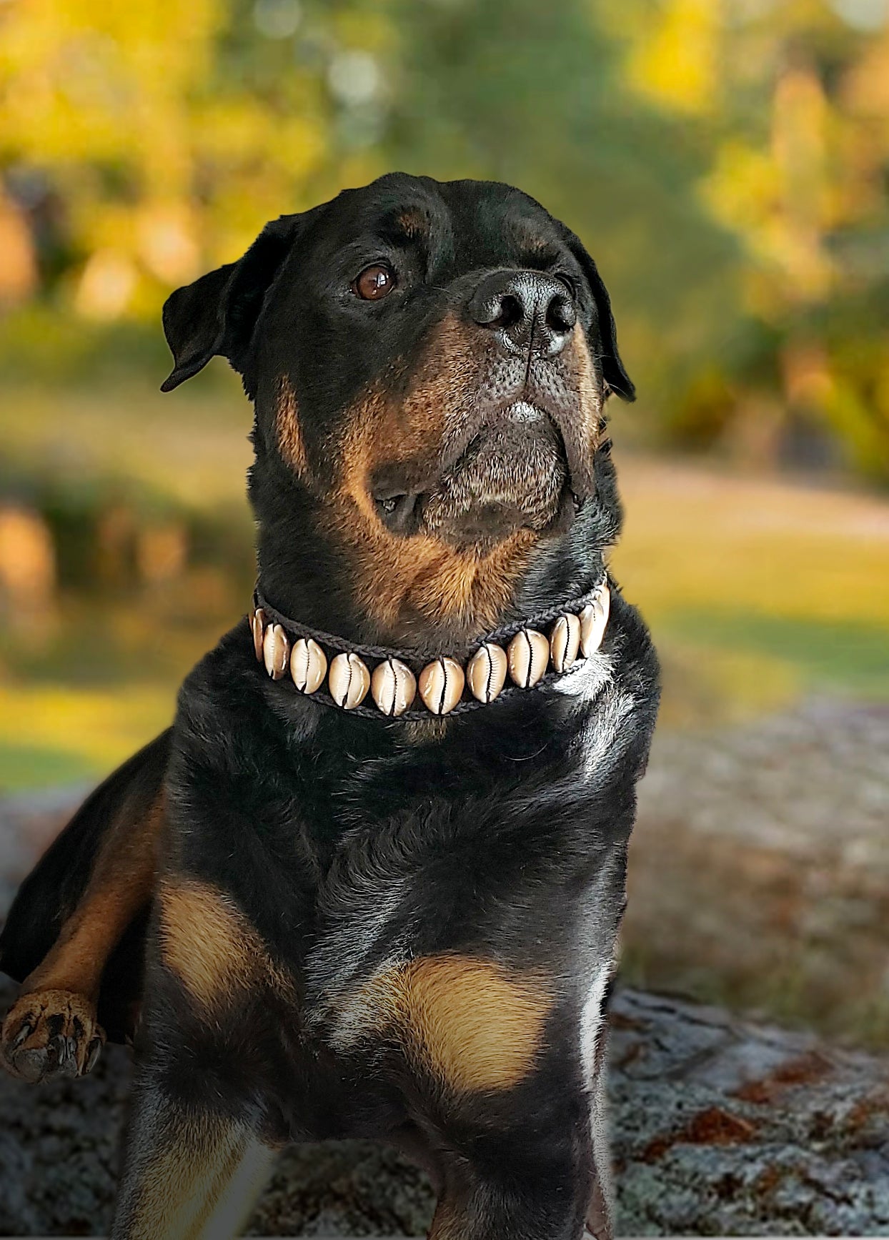 Seashell Dog Collar