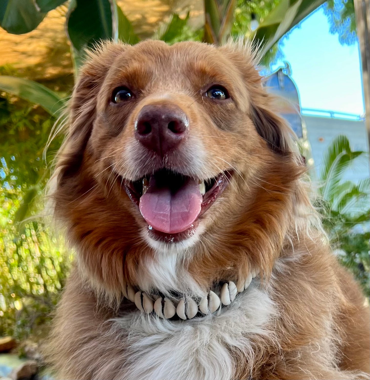 Seashell Dog Collar