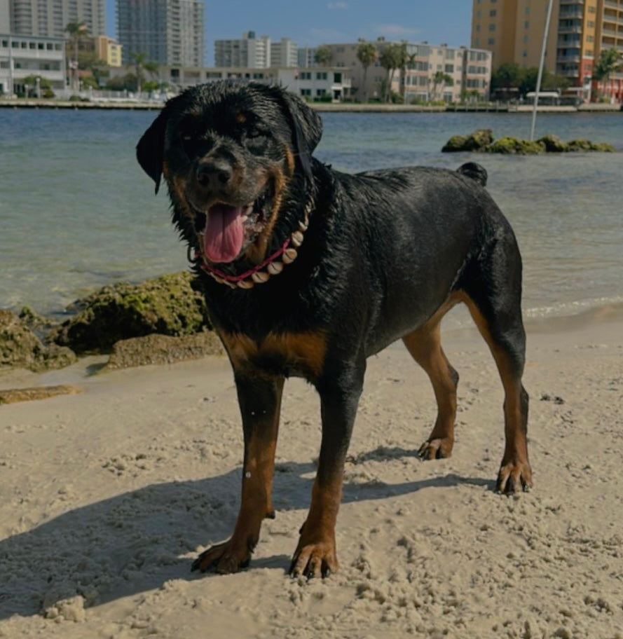 Seashell Dog Collar