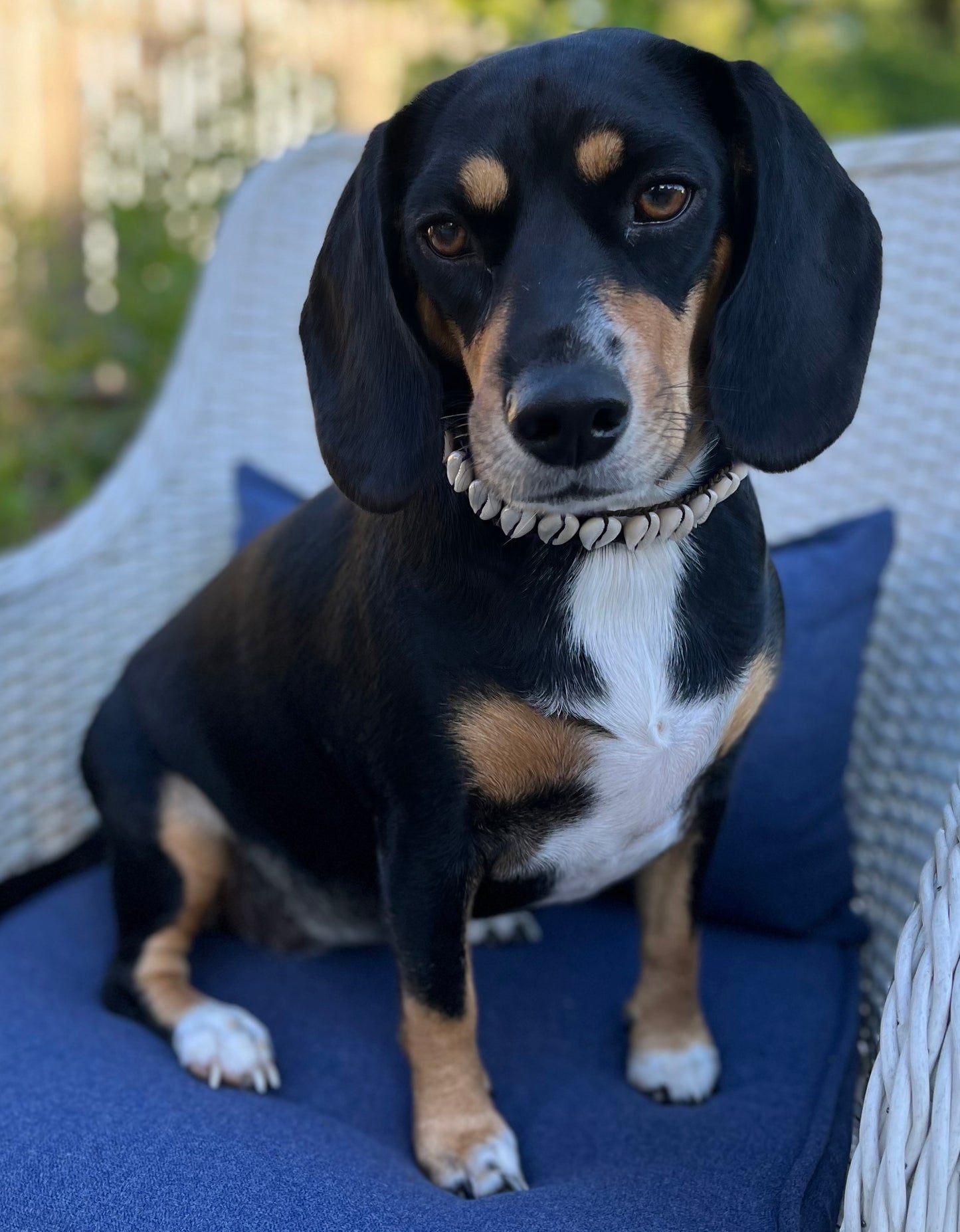 Seashell Dog Collar