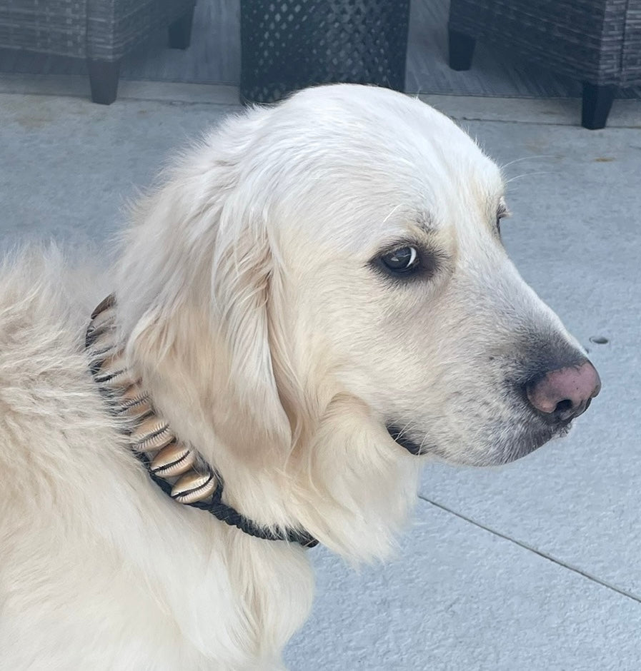 Seashell Dog Collar