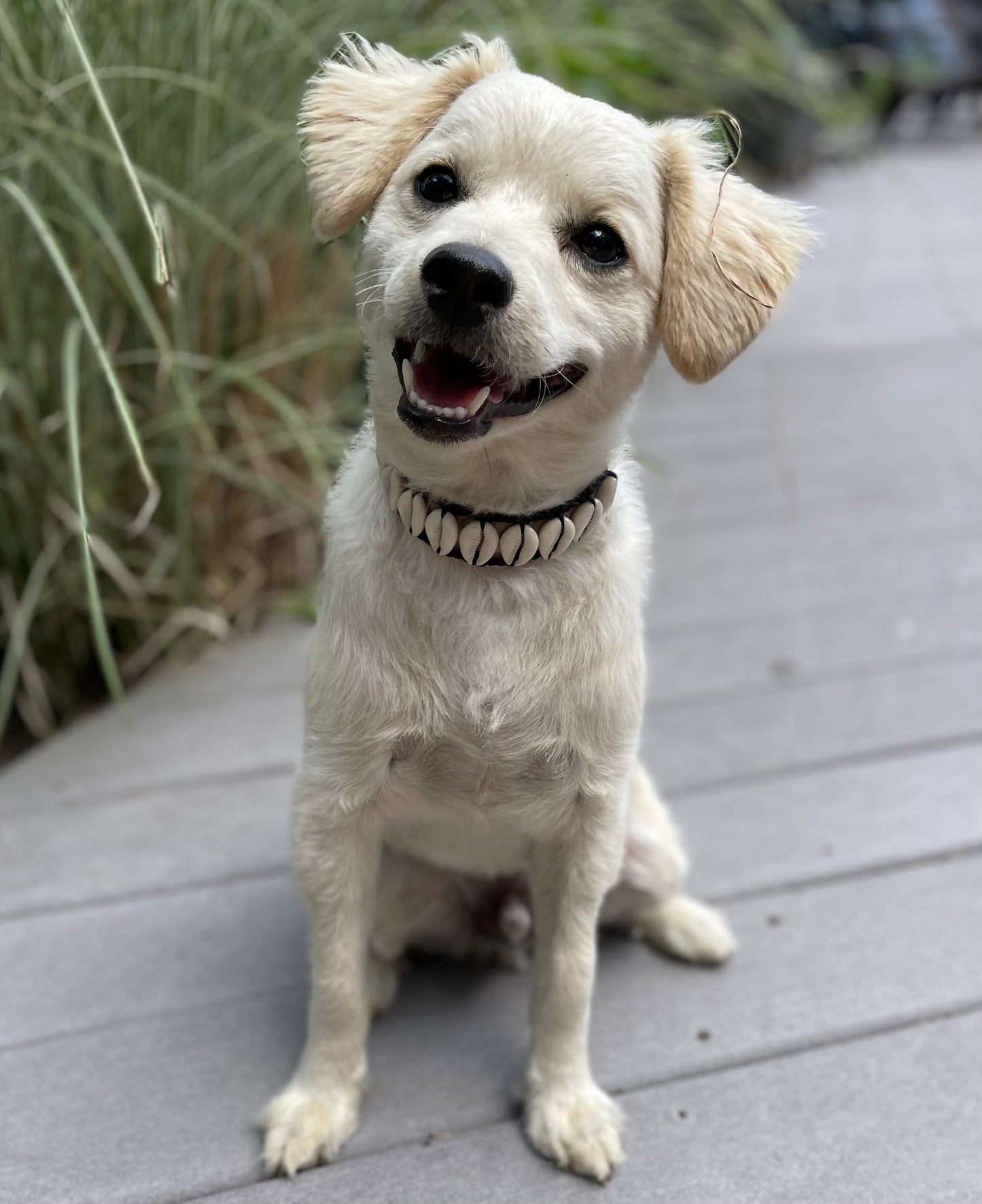 Seashell Dog Collar