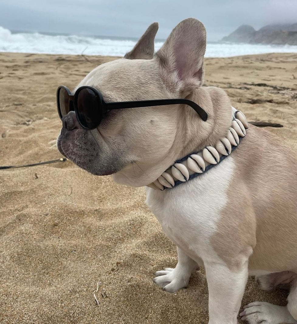 Seashell Dog Collar