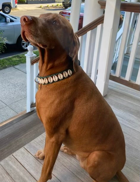 Seashell Dog Collar