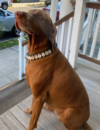 Seashell Dog Collar