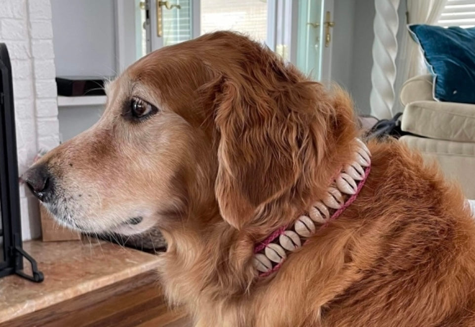 Seashell Dog Collar