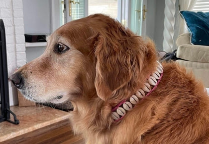 Seashell Dog Collar