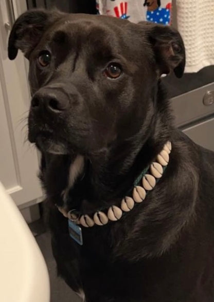 Seashell Dog Collar