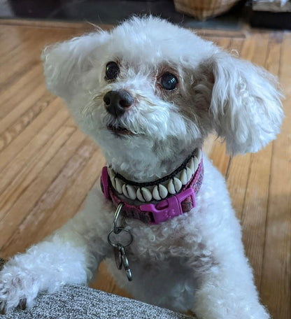 Seashell Dog Collar