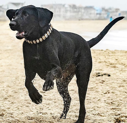 Seashell Dog Collar