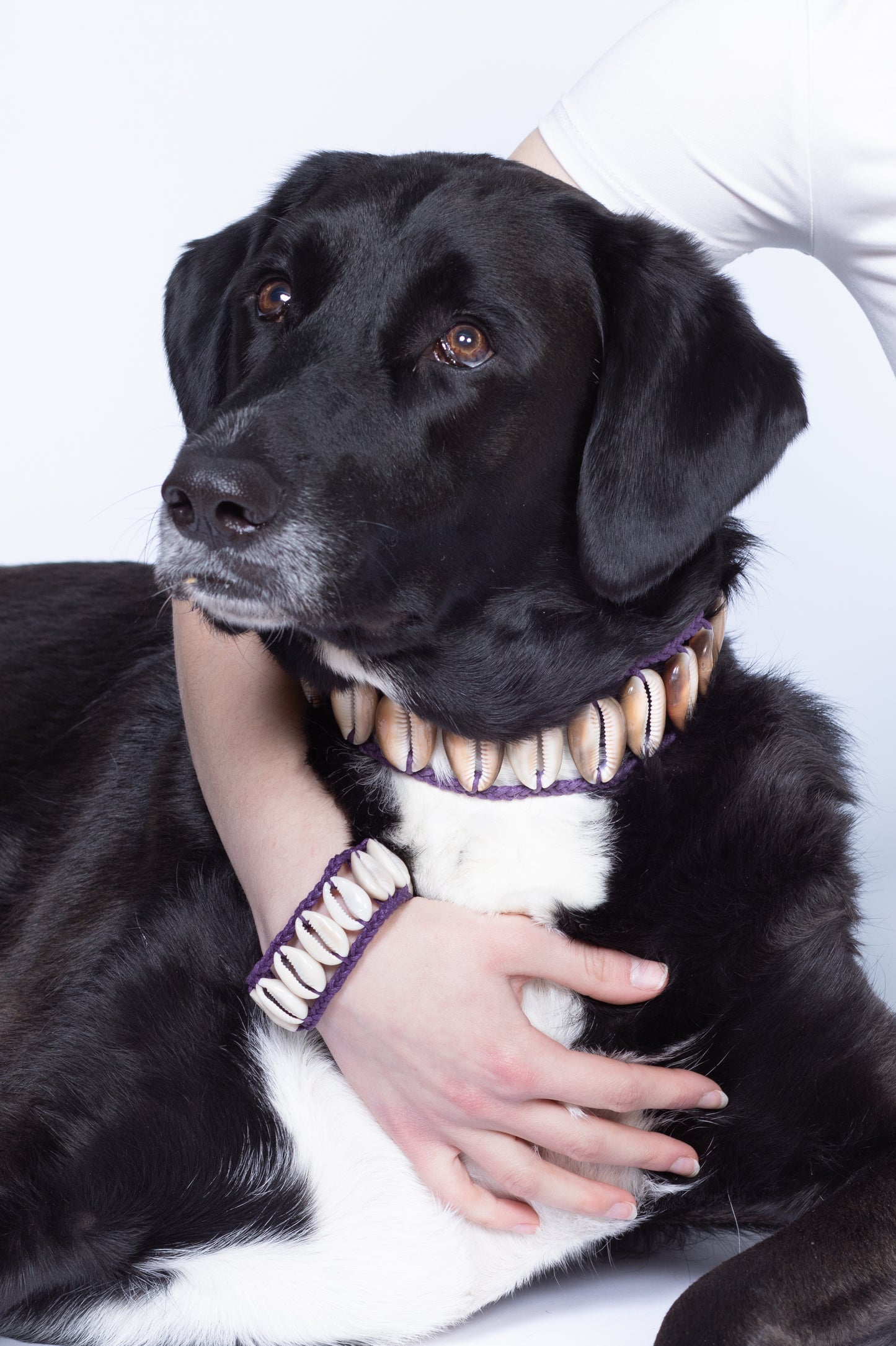 Seashell Dog Collar