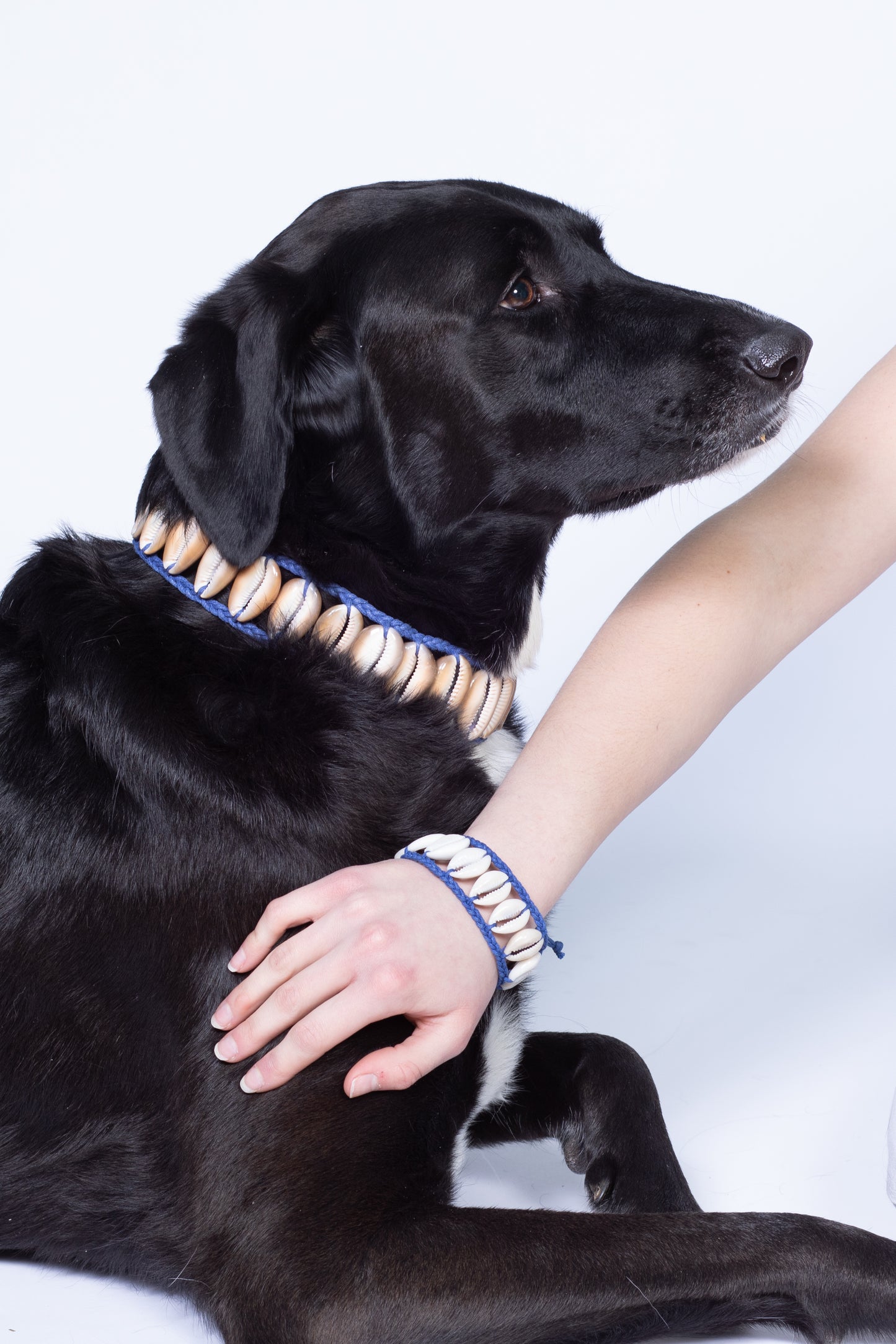 Seashell Dog Collar