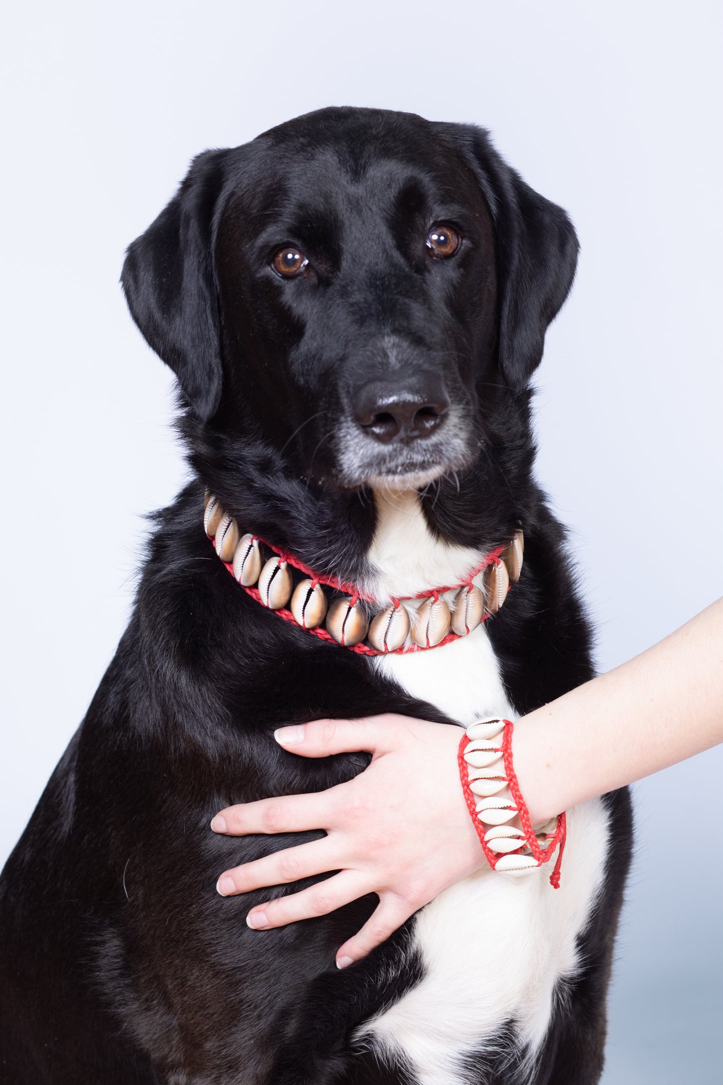 Seashell Dog Collar