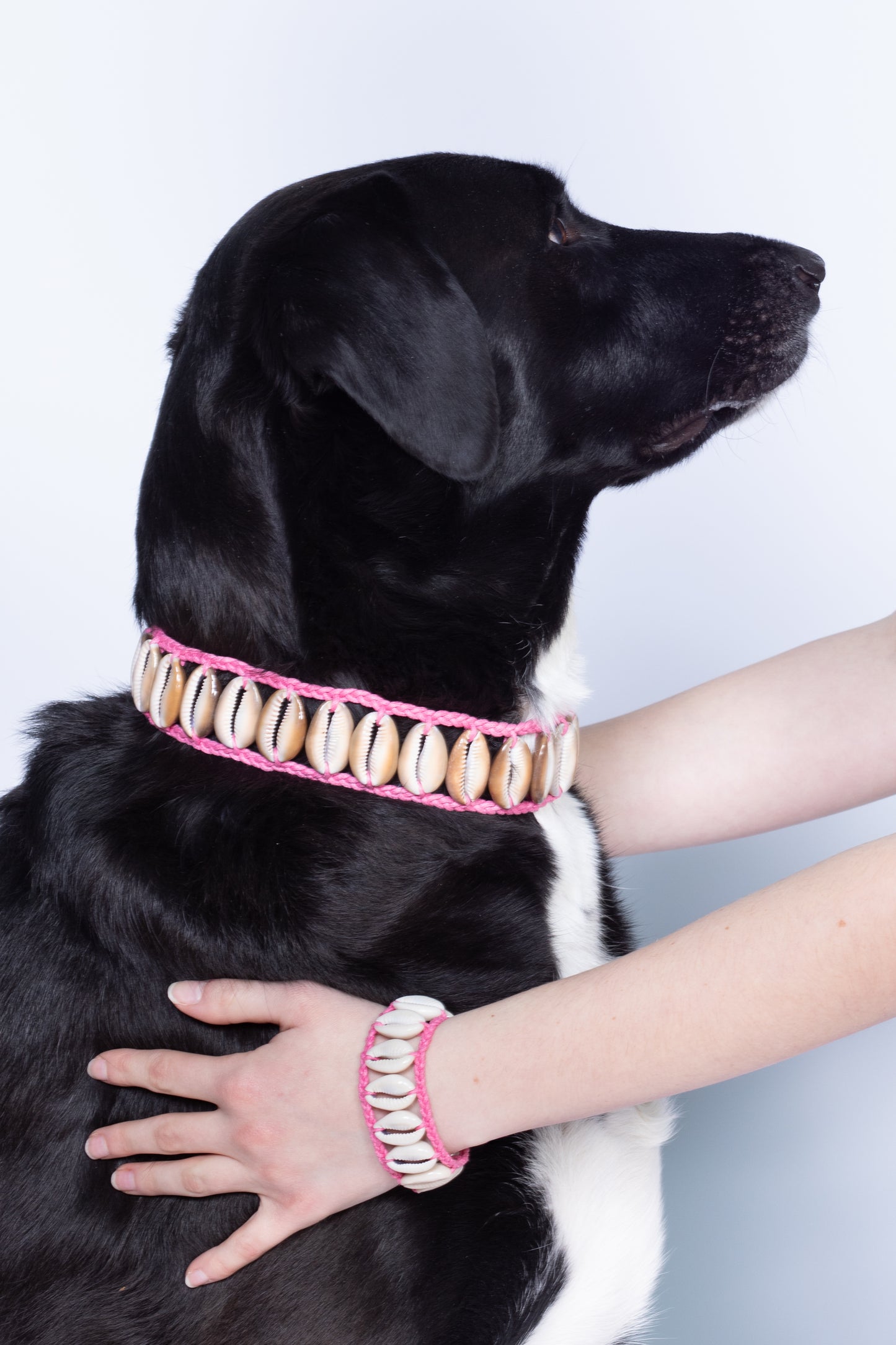 Seashell Dog Collar