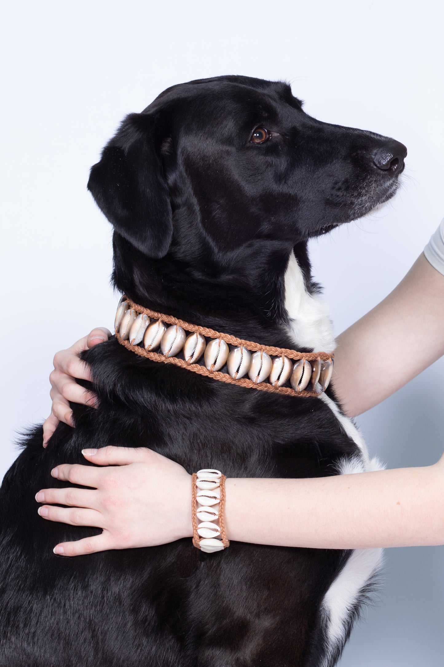 Seashell Dog Collar