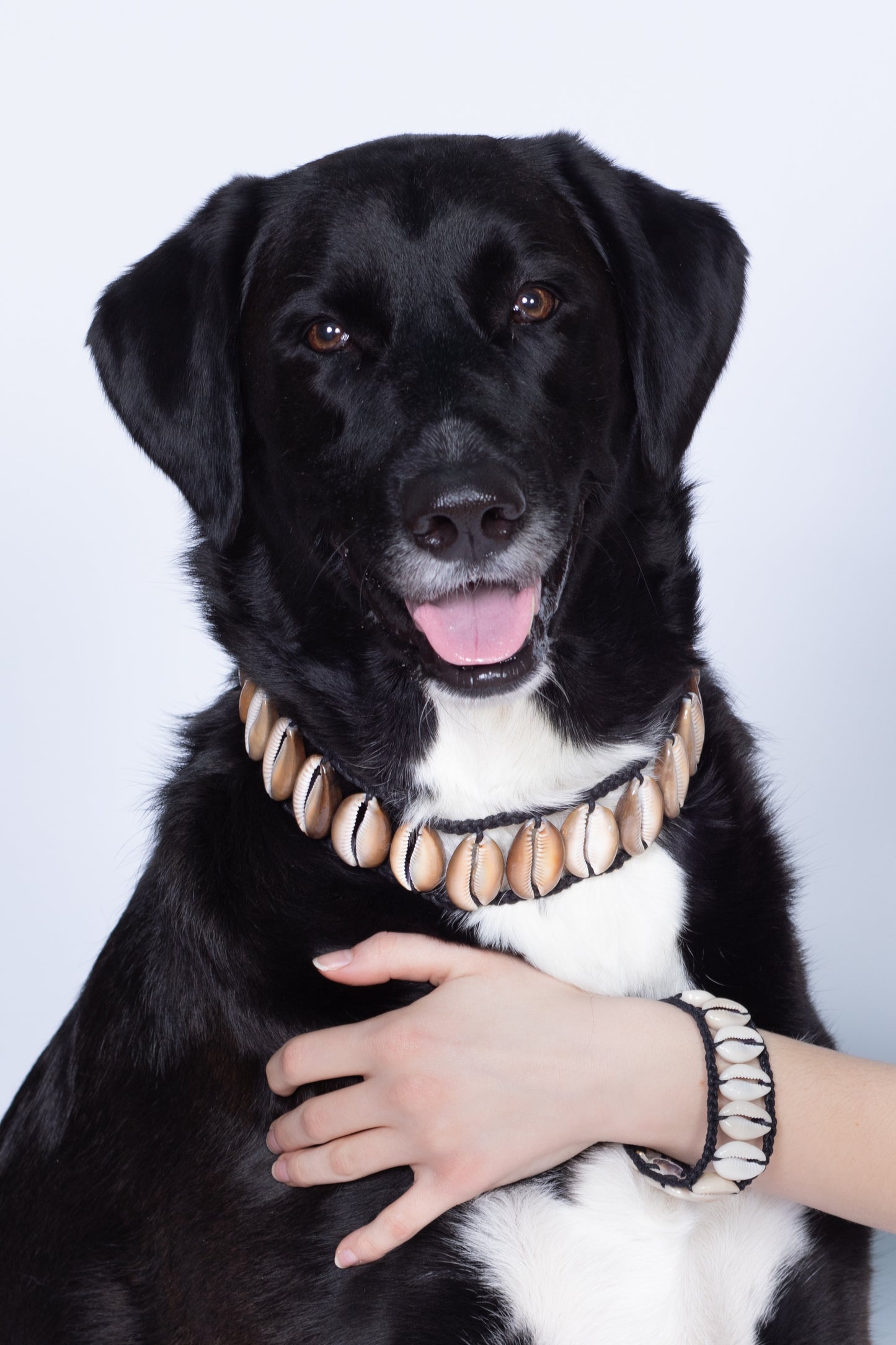 Seashell Dog Collar