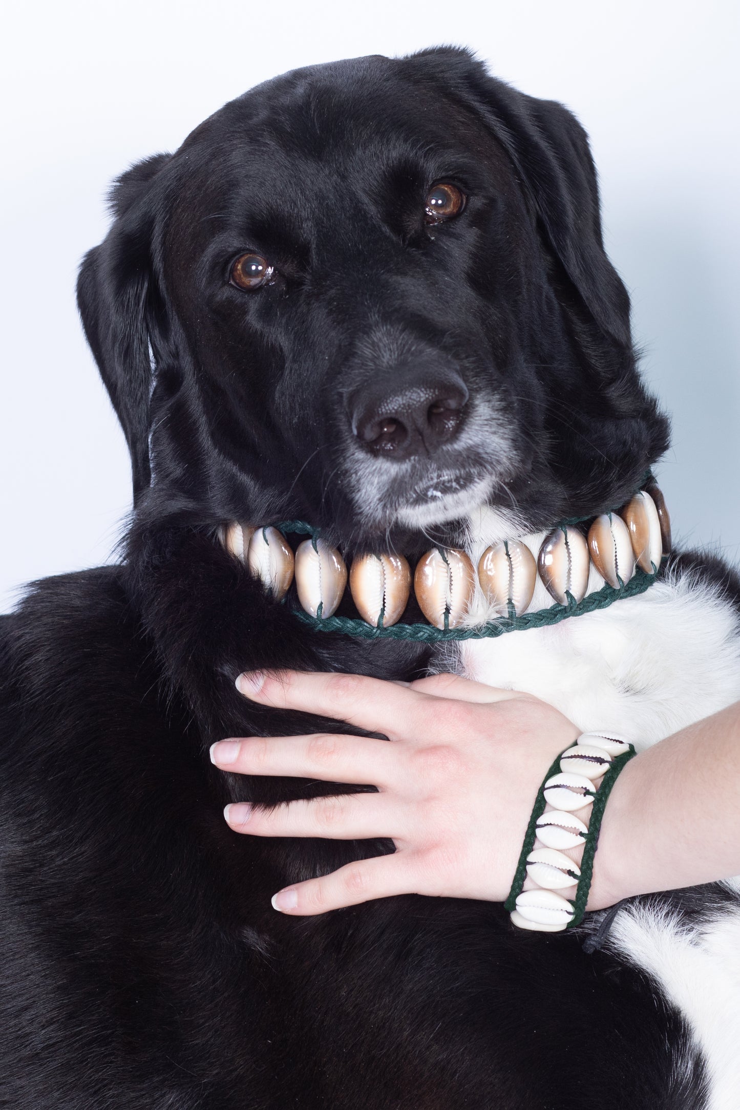 Seashell Dog Collar