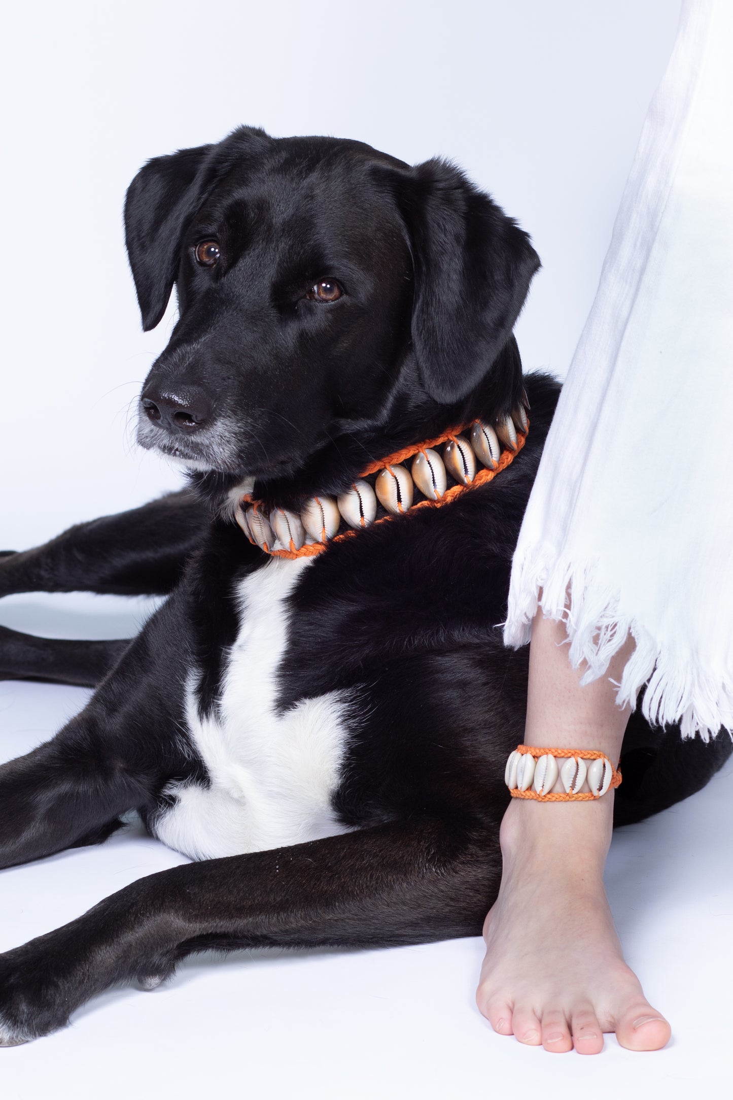 Seashell Dog Collar