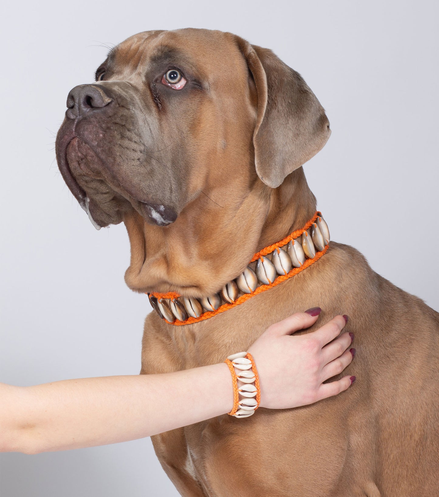 Seashell Dog Collar