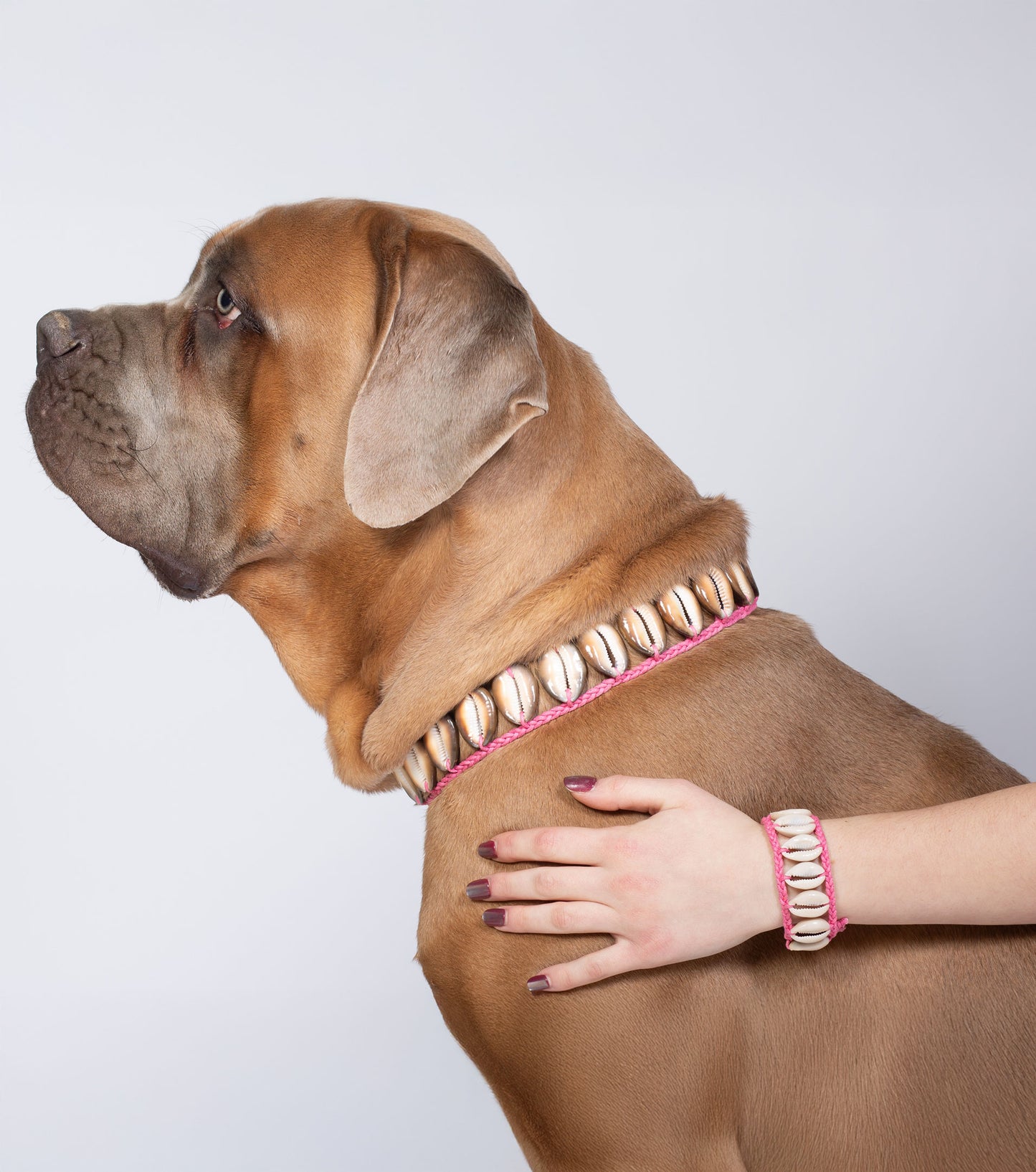 Seashell Dog Collar