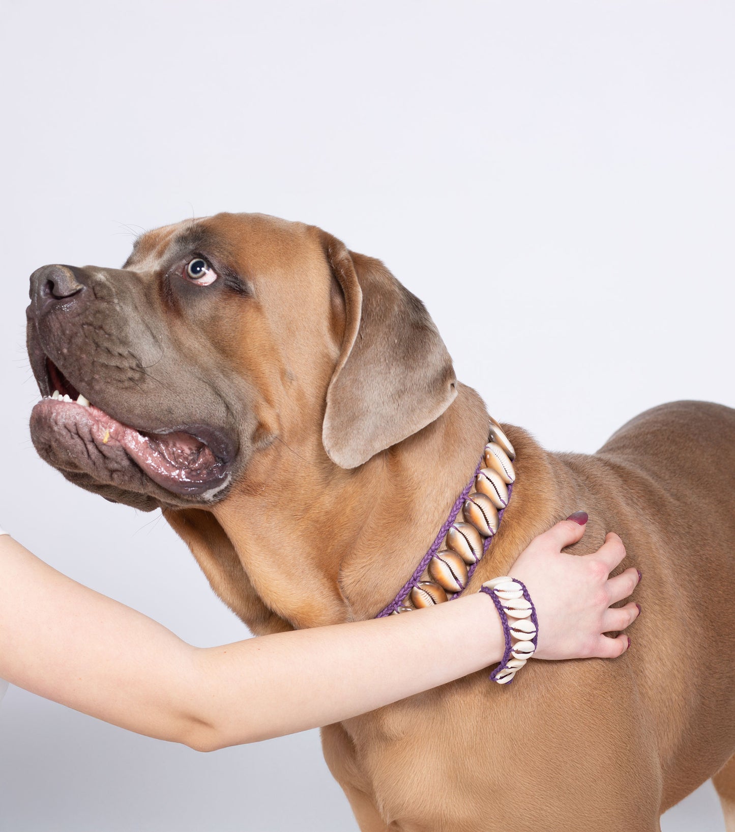 Seashell Dog Collar