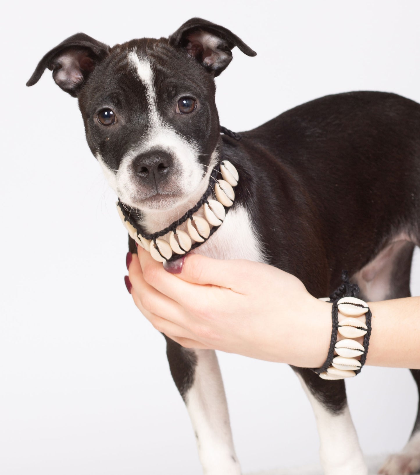 Seashell Dog Collar