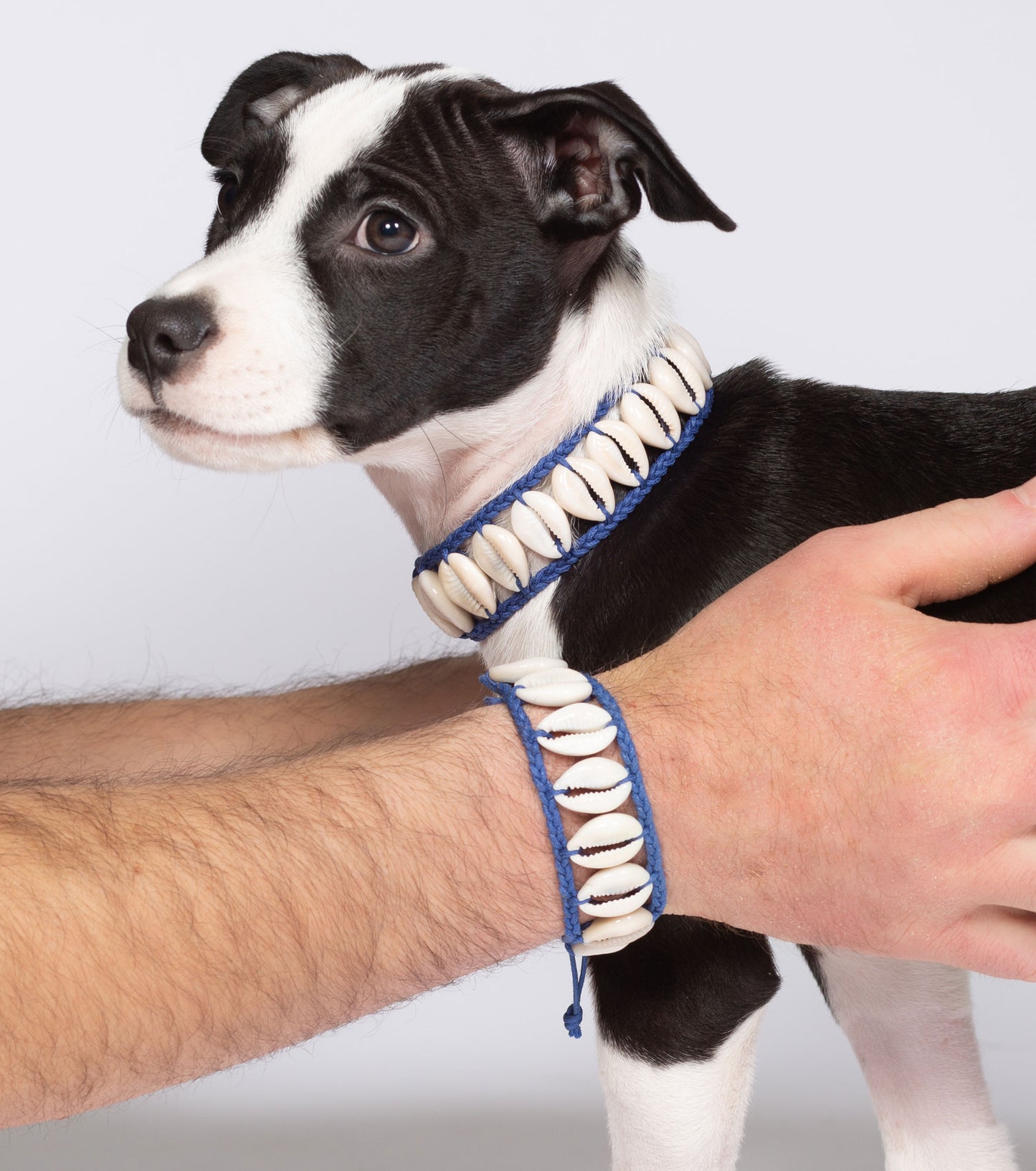 Seashell Dog Collar