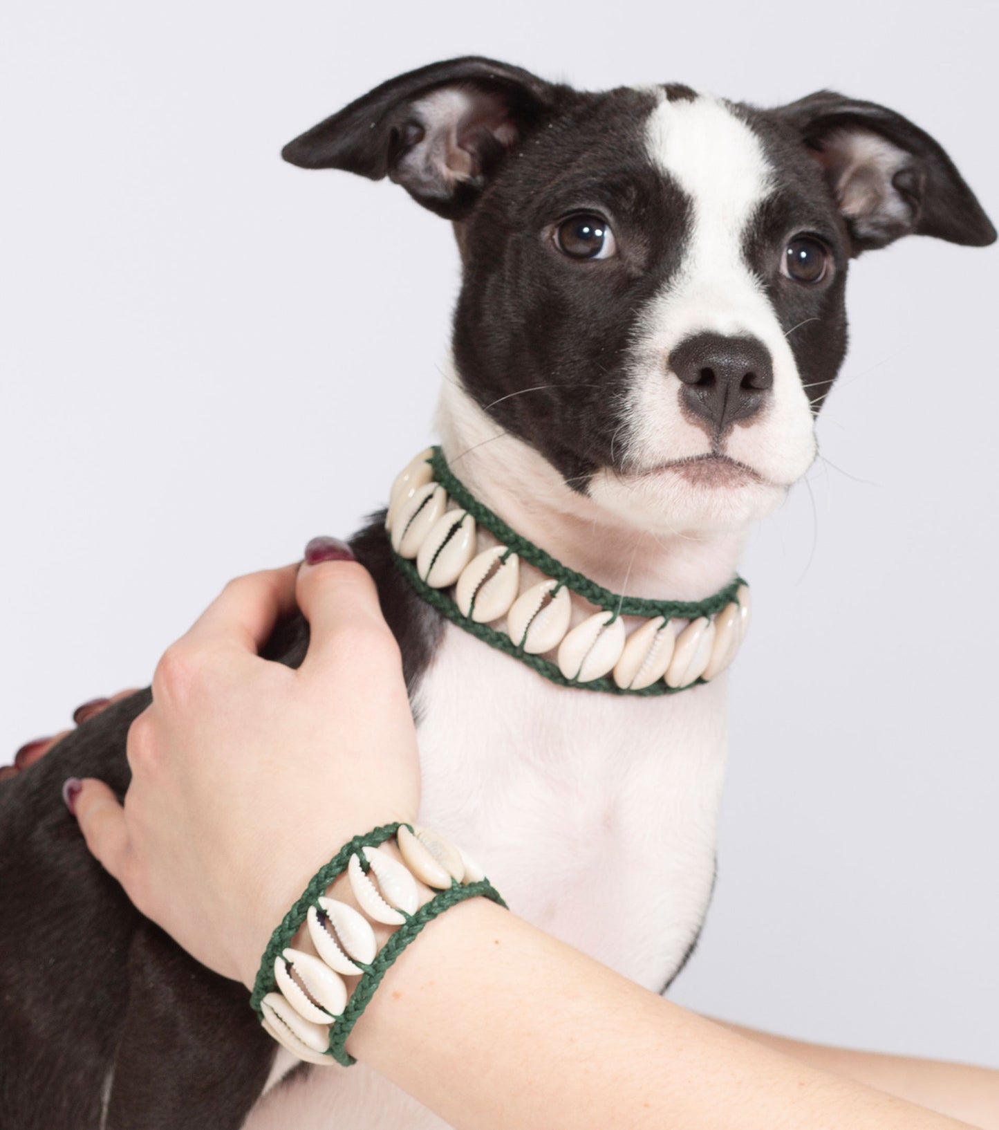 Seashell Dog Collar