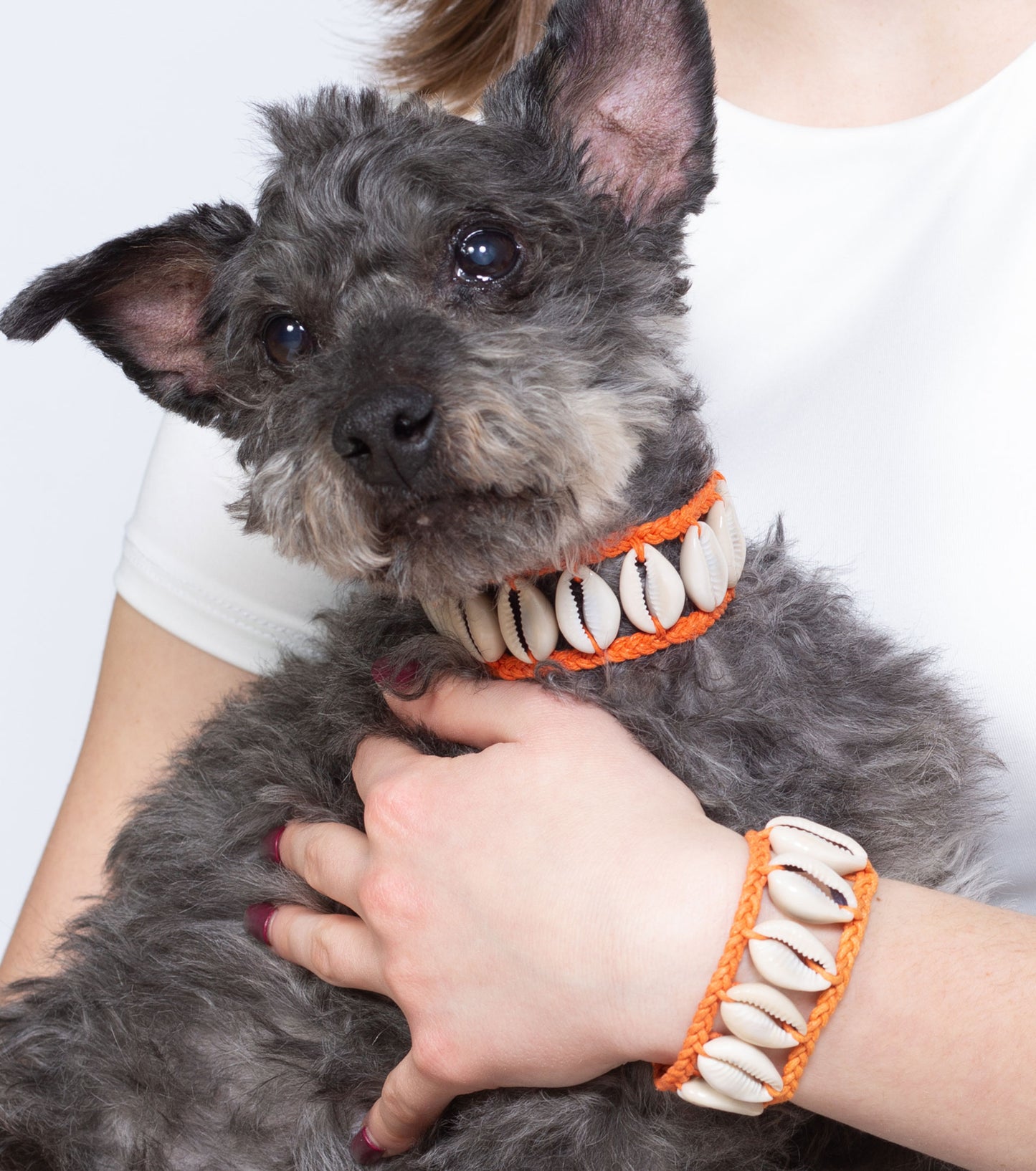 Seashell Dog Collar