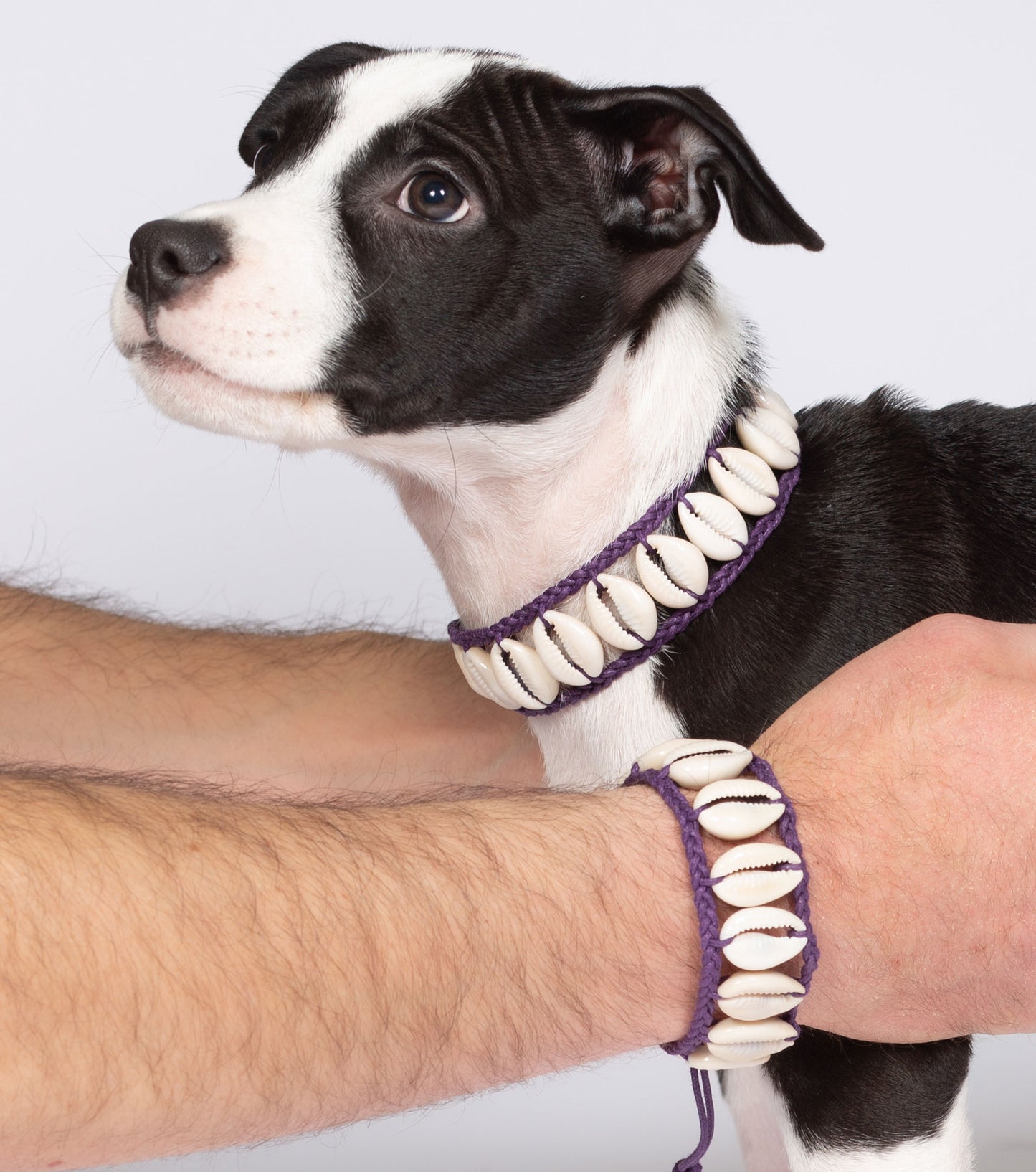 Seashell Dog Collar