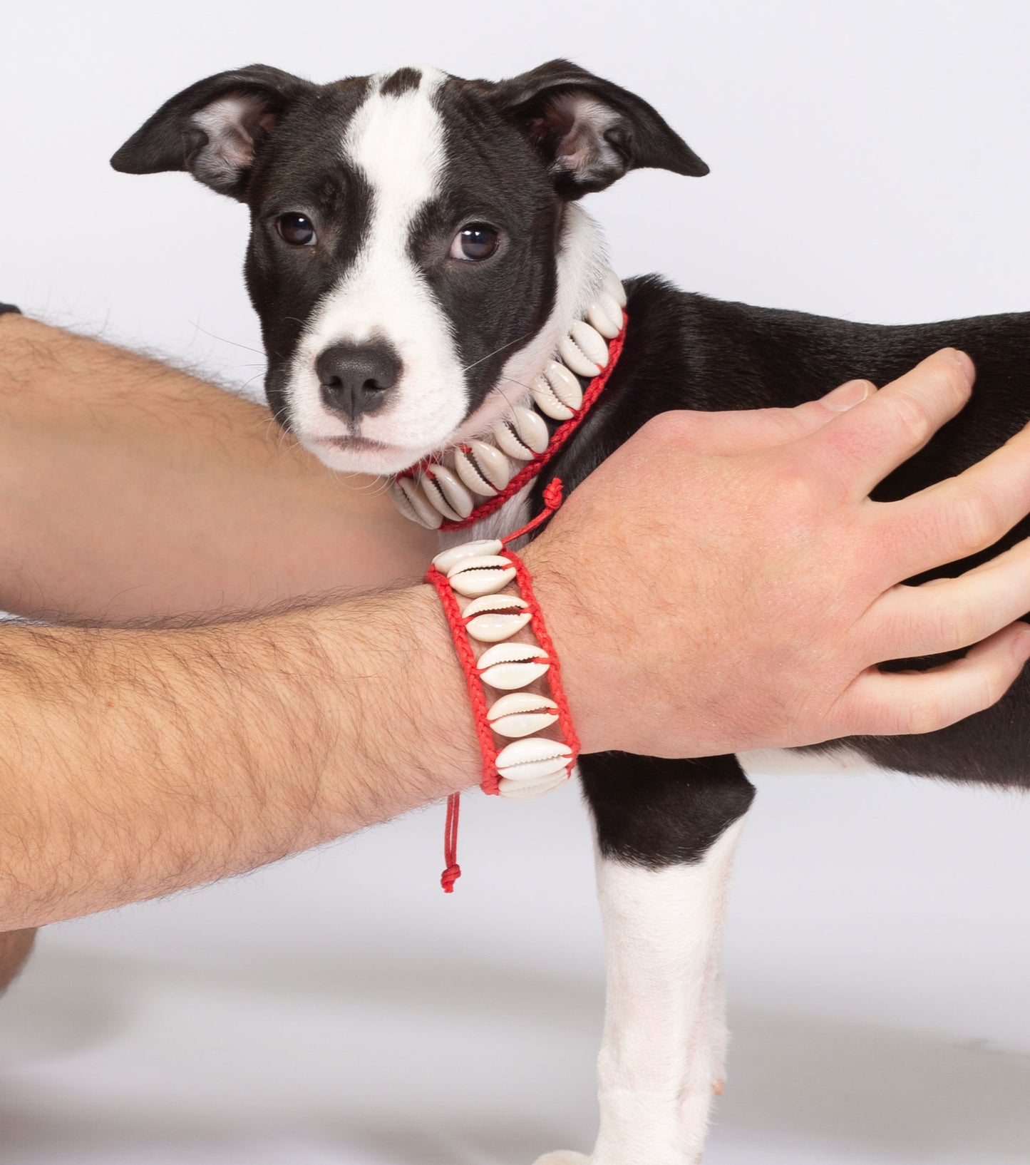 Seashell Dog Collar