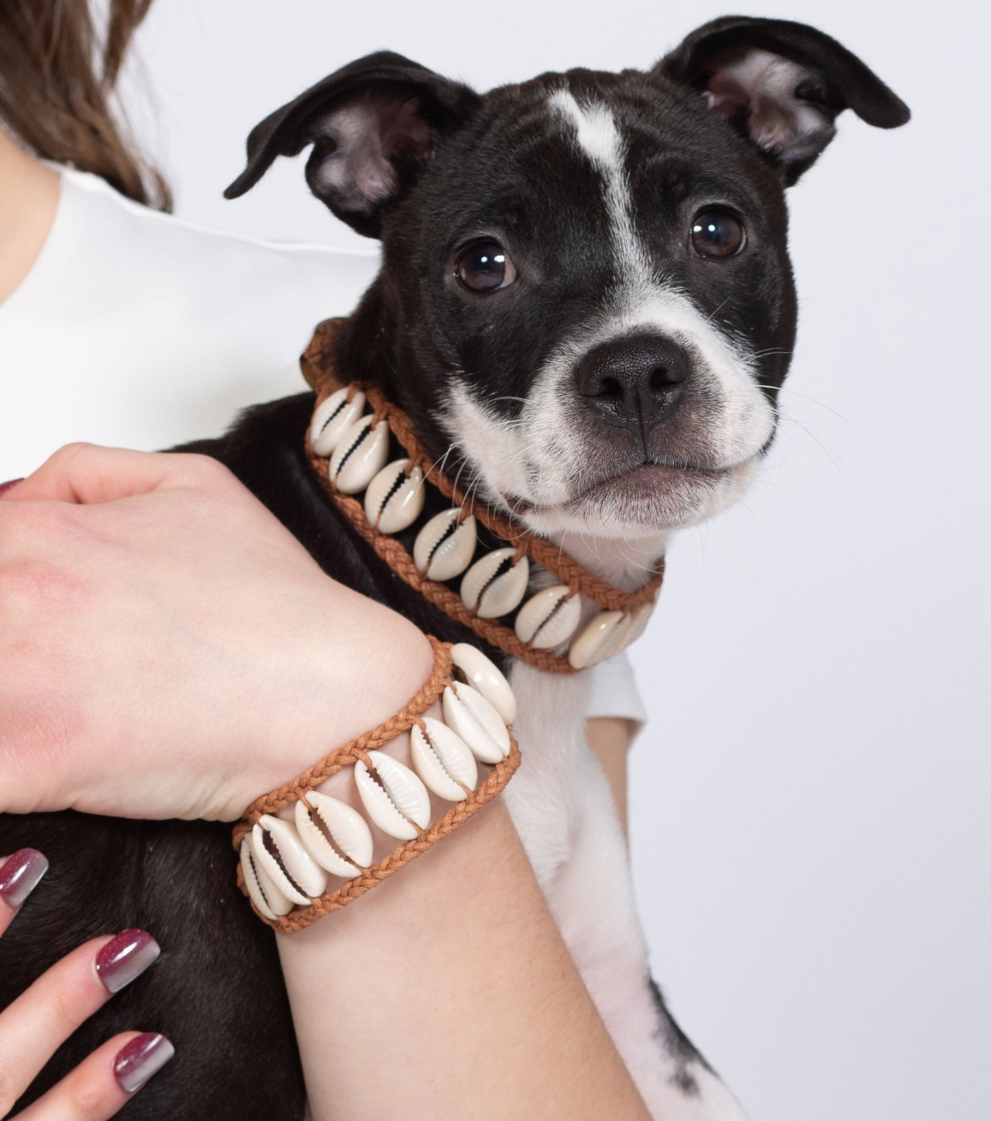 Seashell Dog Collar